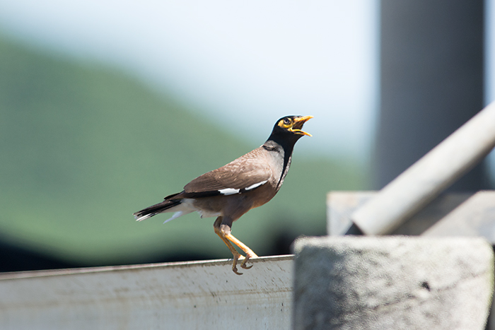 沖縄の野鳥 インドハッカ