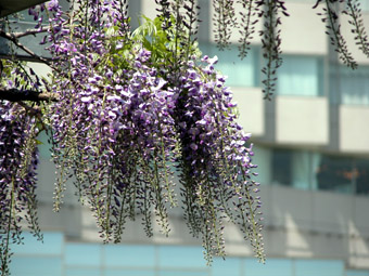 藤(200404)