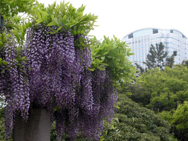 藤(20050501)