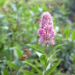 7月の日光戦場ヶ原・小田代ケ原