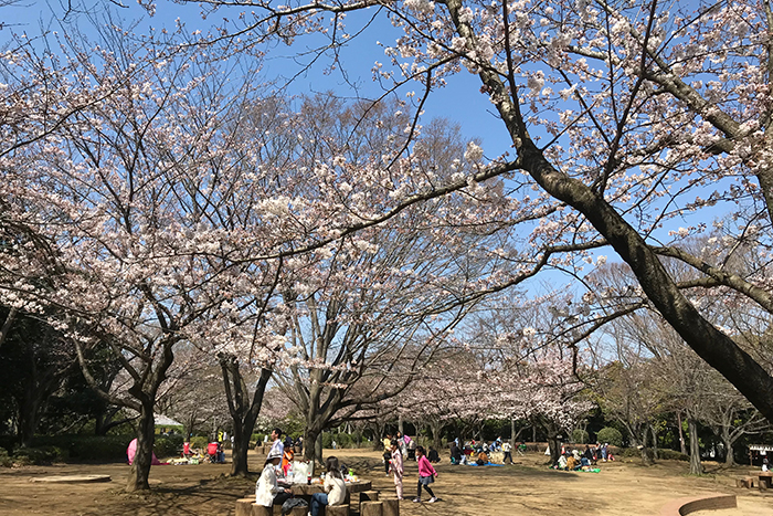 幕張ベイタウンや花見川緑地の桜